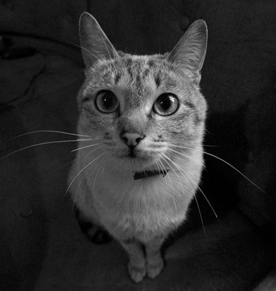 Porträt eines bescheidenen Katze