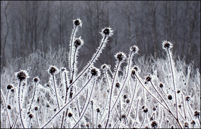 Igel im Nebel
