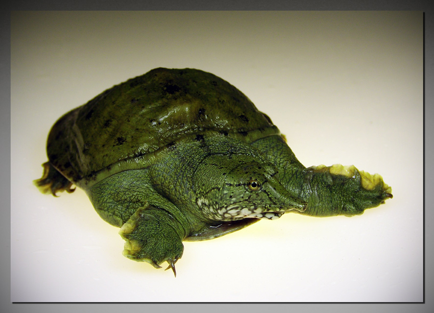 Torztilez obyknovenus.