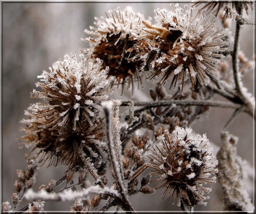 "Igel" in "Sahara" ...