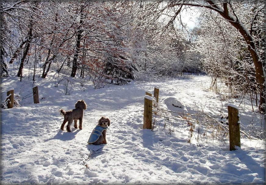Und ich sage: "Winter!" - Sage ich. Sie sagte: "Es sieht aus wie ..."...