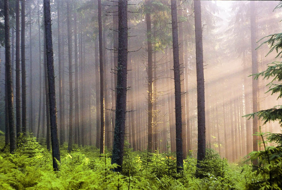 Licht und Schatten des Bergwaldes