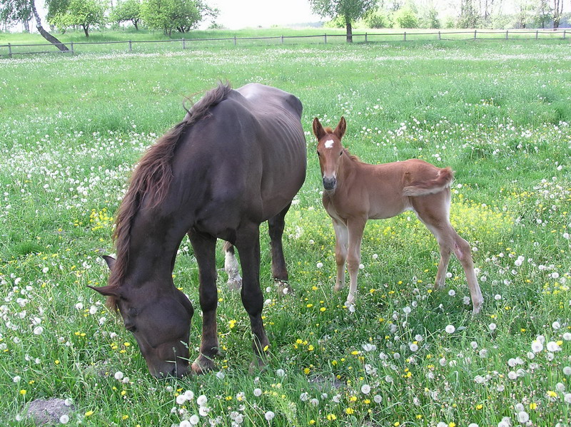 Glückliche Kindheit