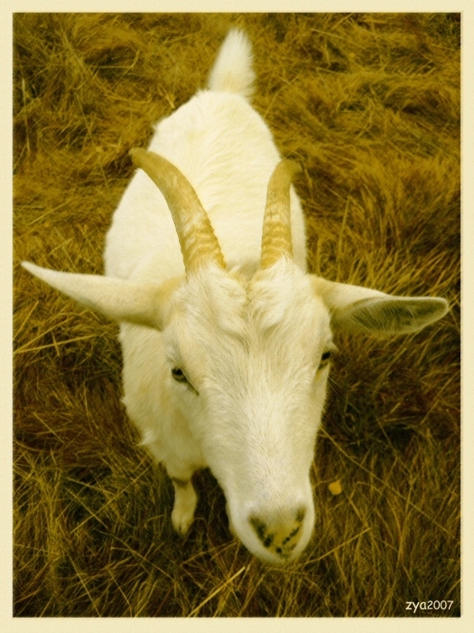 Ziege viereckige Augen