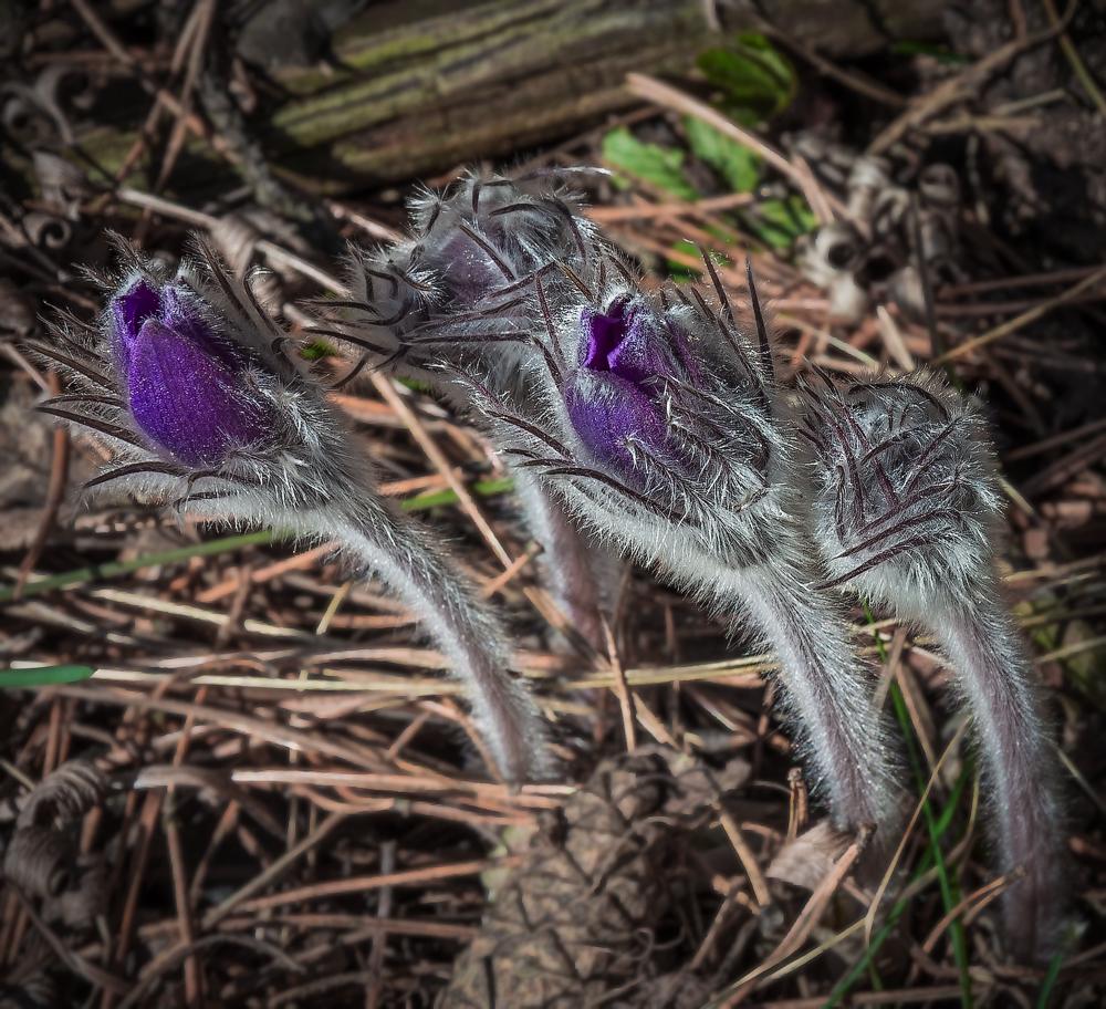 Aus der Serie "Awakening ... Son-Gras"