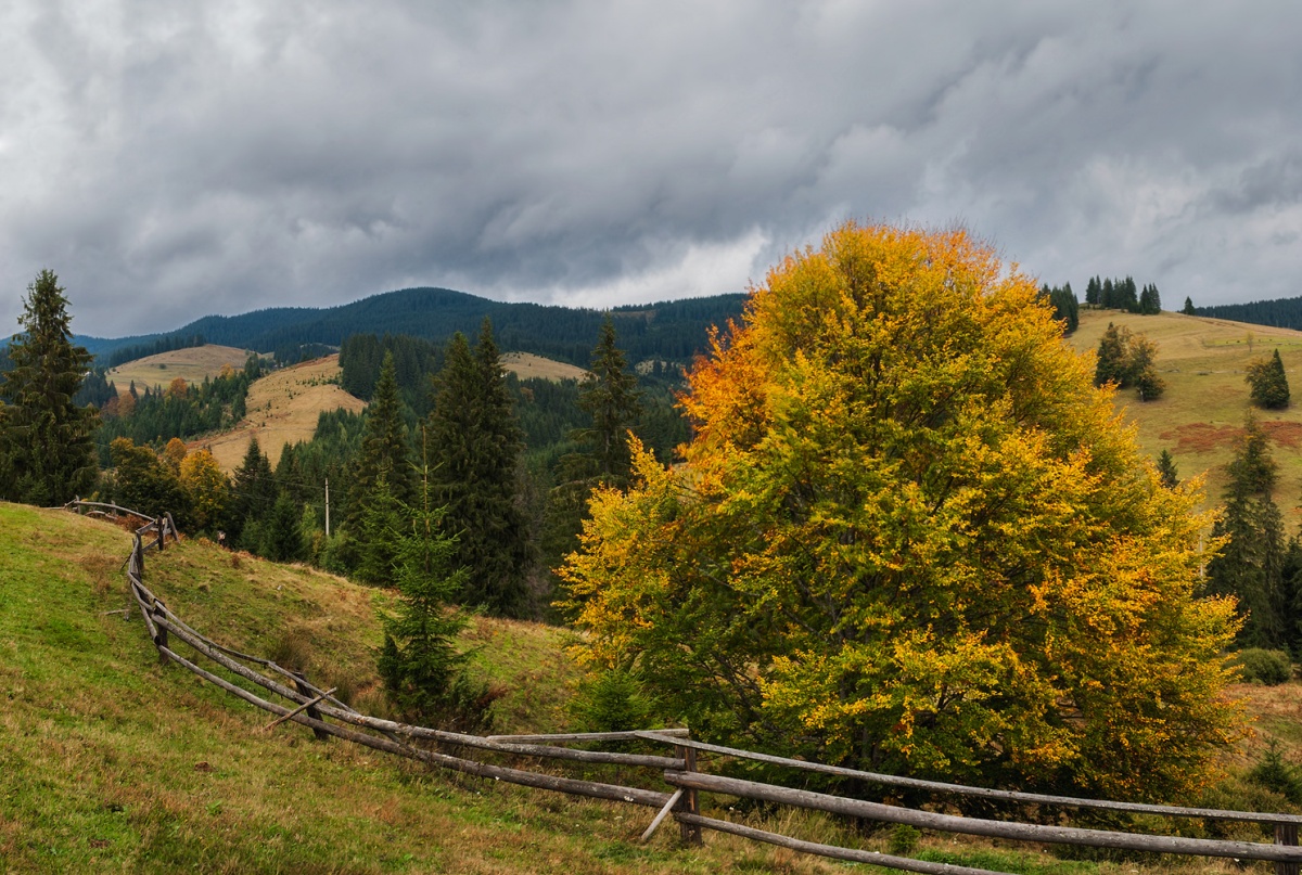 Aus der Serie "Karpaten Schäfer ..."