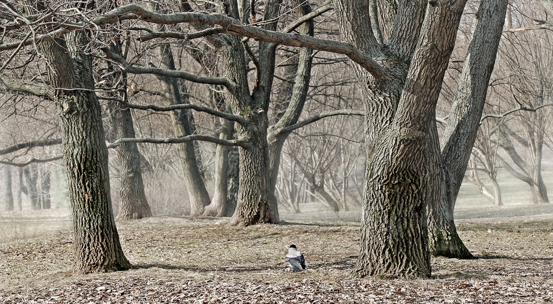 Verstummte Hain in Erwartung des Frühlings ...