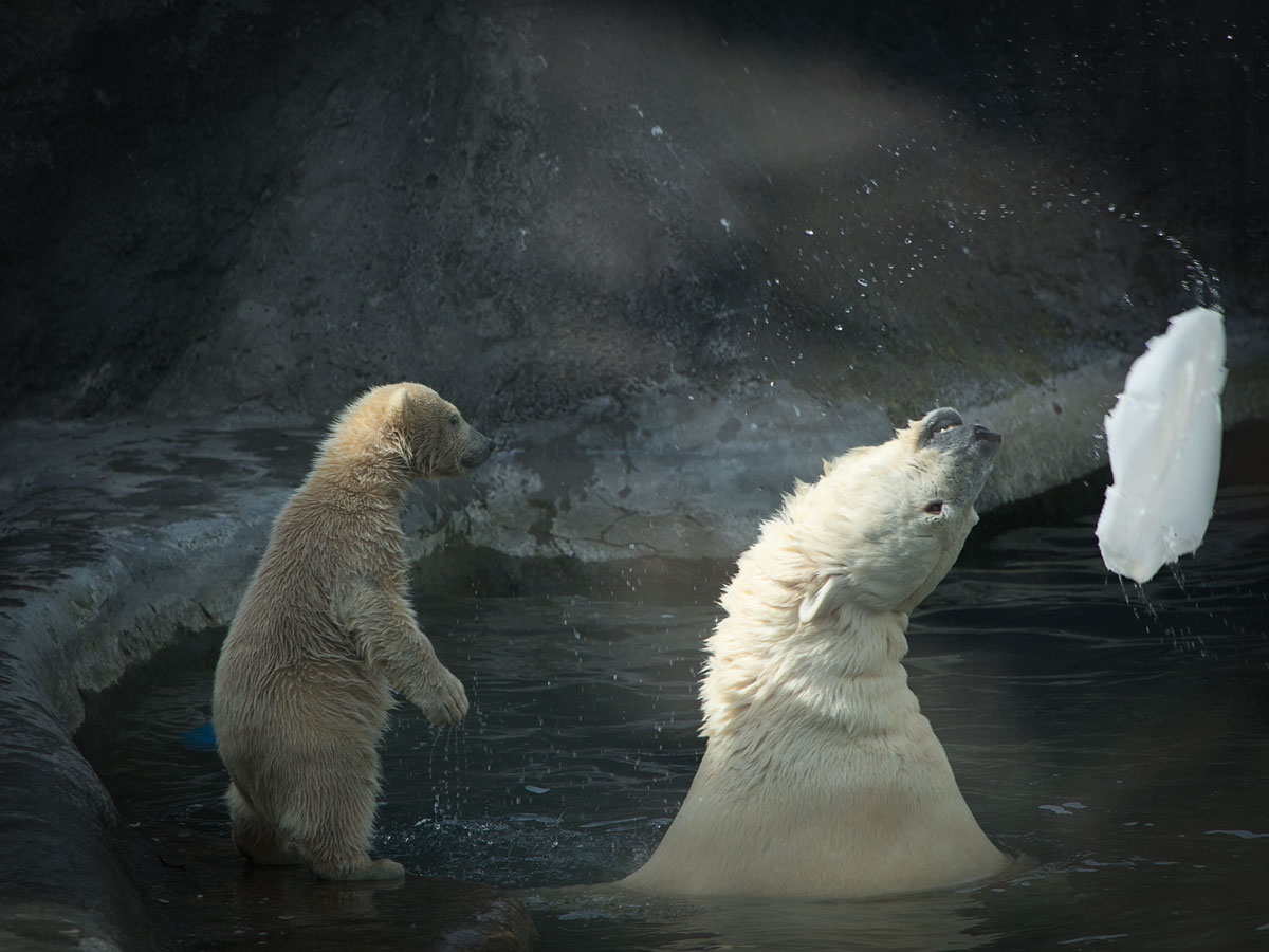 Sohn, das ist, wie wir Robbenjagd ...