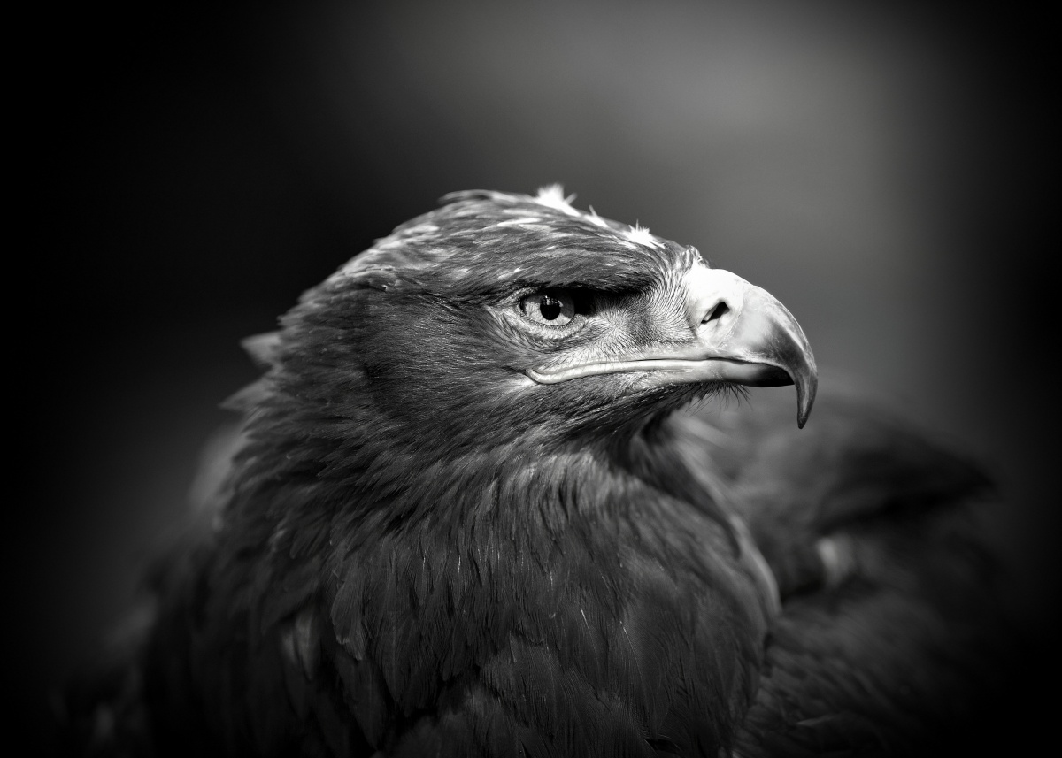 Augen eines Raubtiers