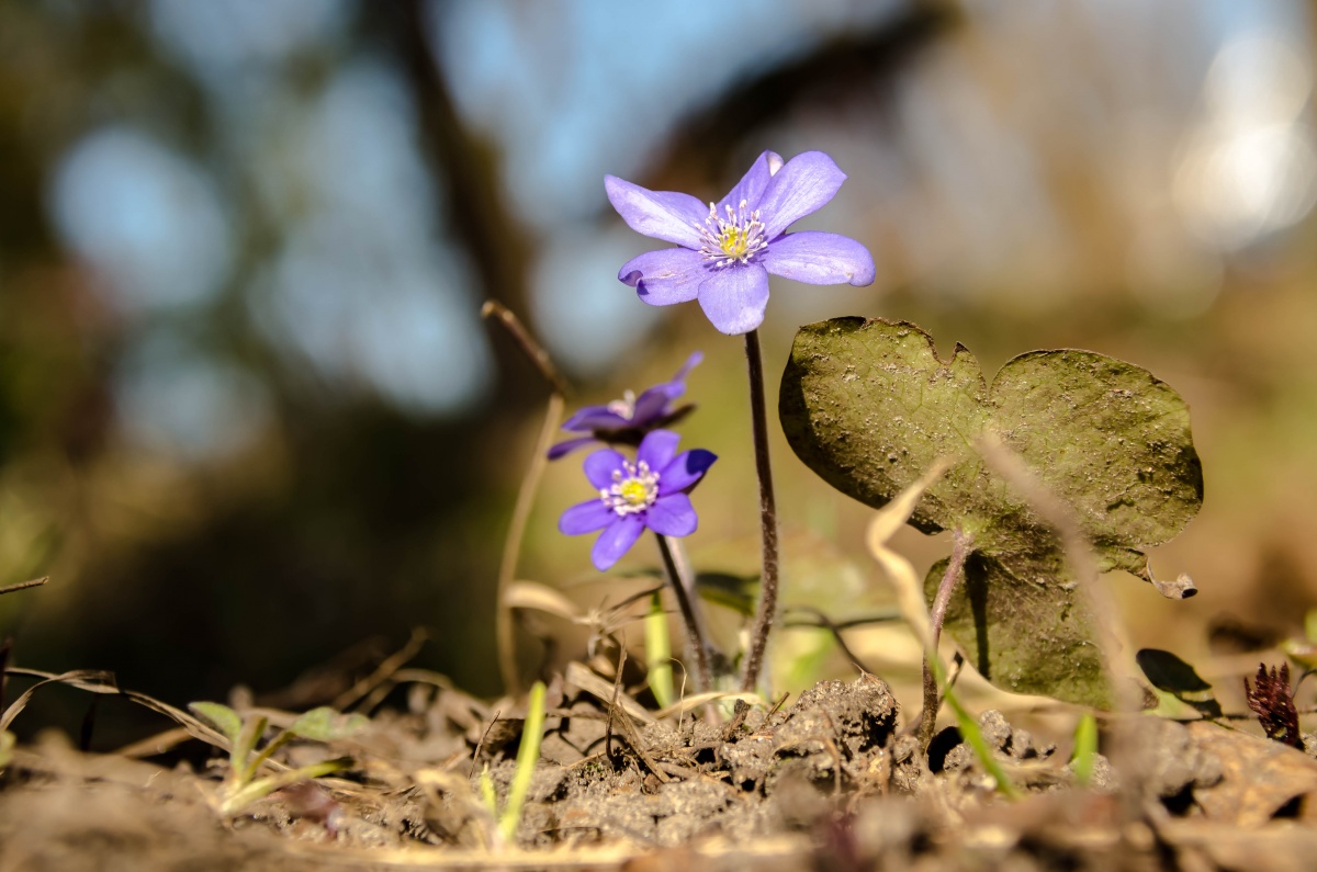 Frühling Primrose
