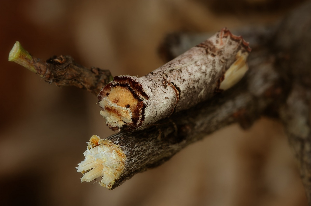 Ich lieber verzweigen als eine Motte!