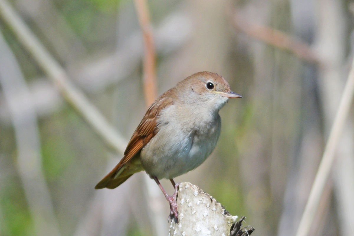 Nightingale in 2015.