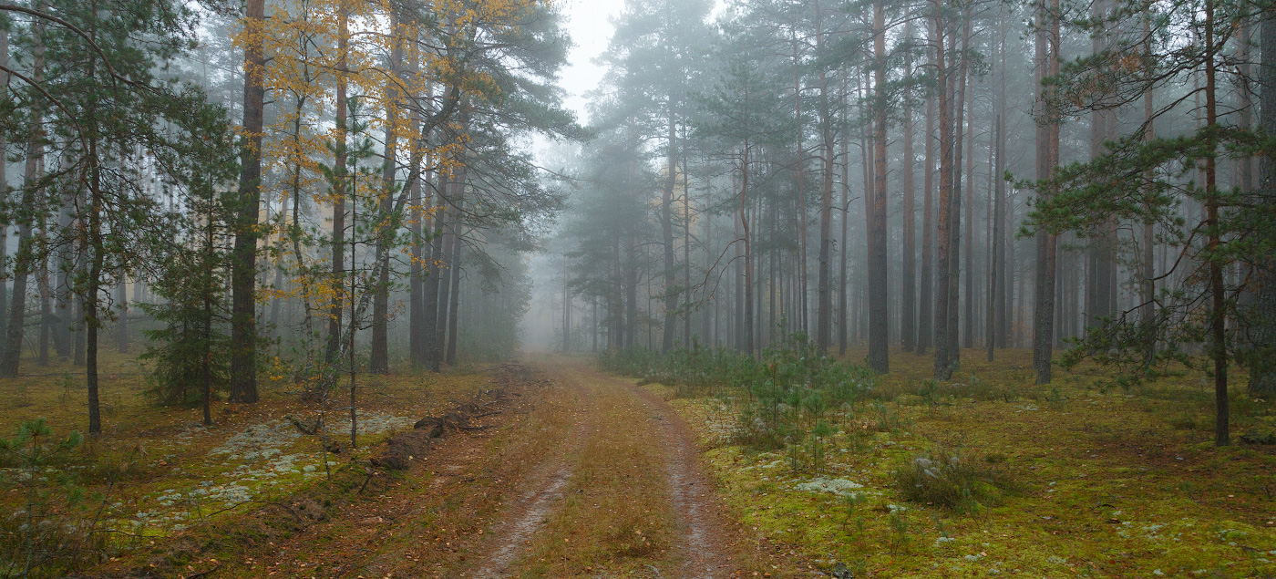 Im Herbst nebligen Wald