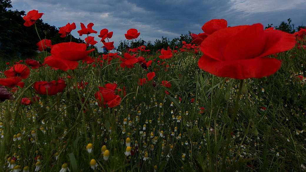 Poppies Farbe