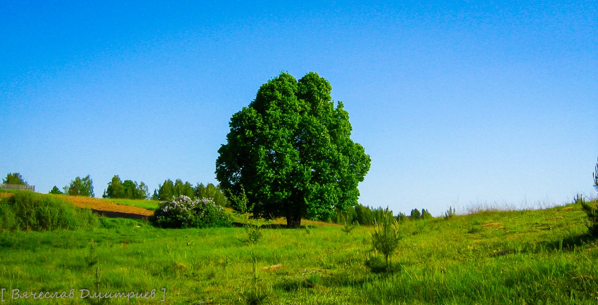 Tree - reincarnation