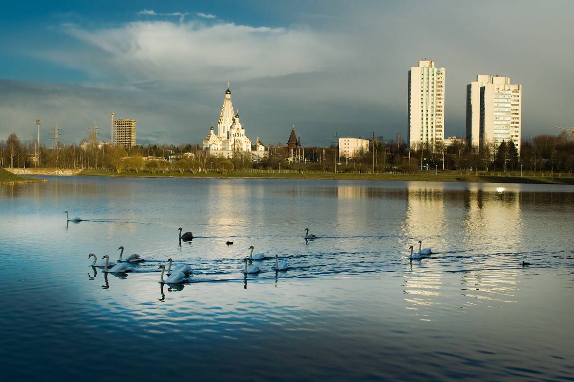 das Leben der Schwäne