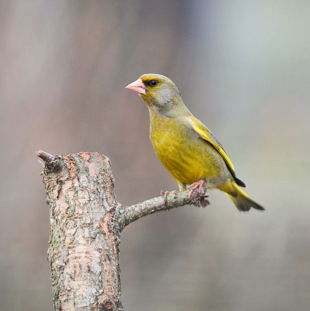 Greenfinch im Frühjahr Outfit