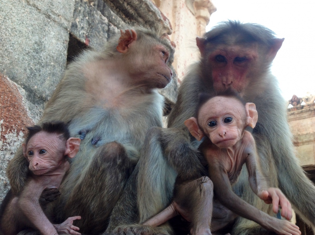 Familie mit rotem Gesicht Affen in Hampi, Karnataka, Indien