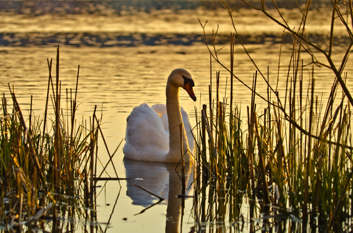 Abend auf dem See.