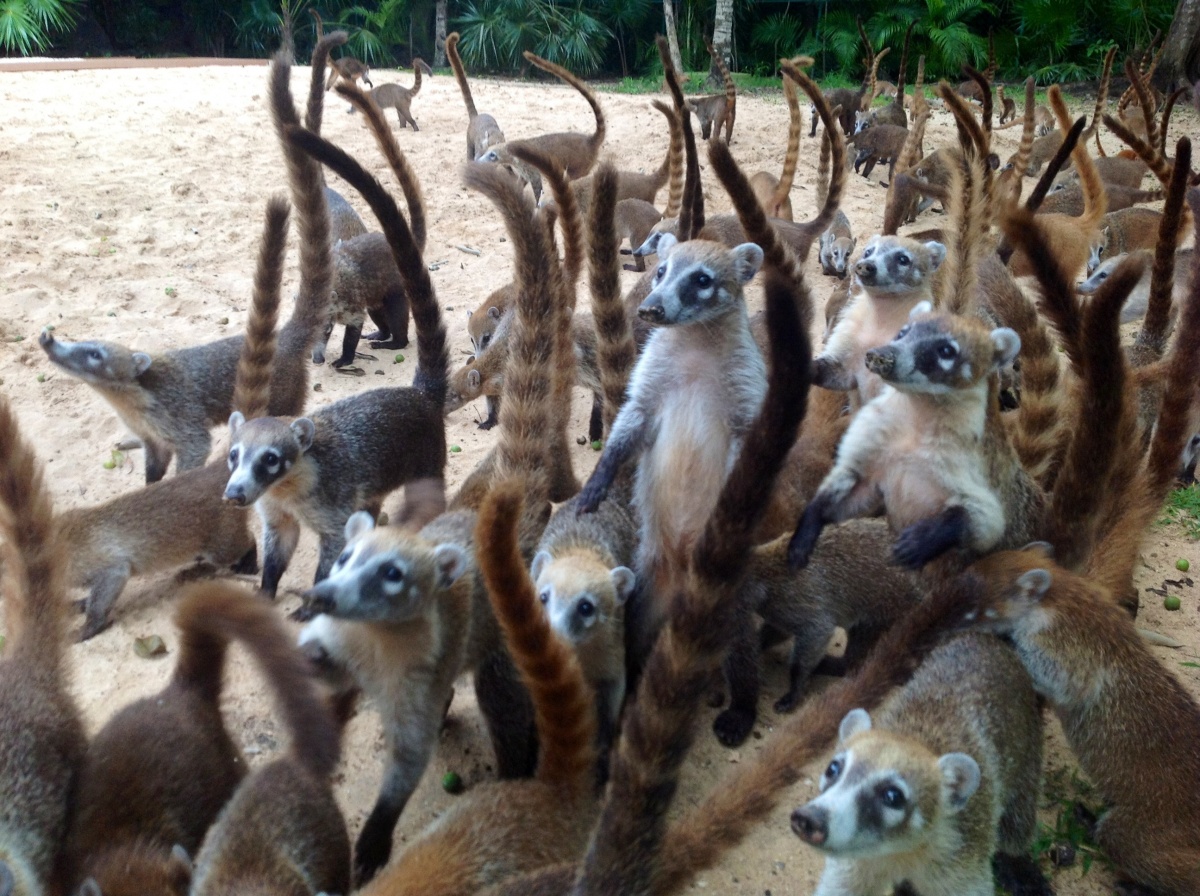 Stoppen Fütterung der Nasenbären