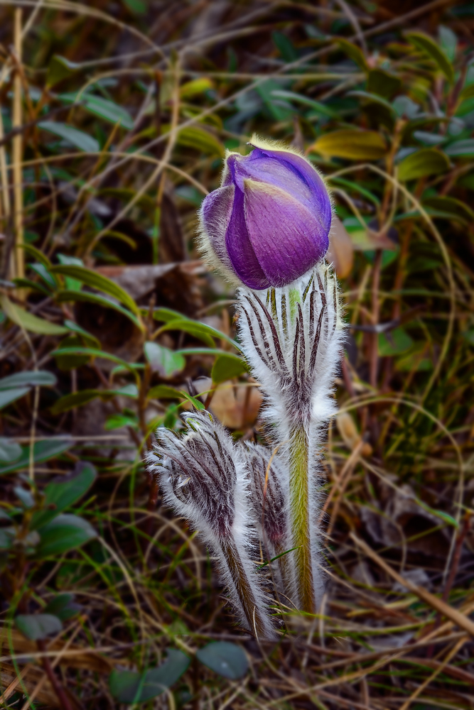 Aus der Serie "Awakening ... Son-Gras"