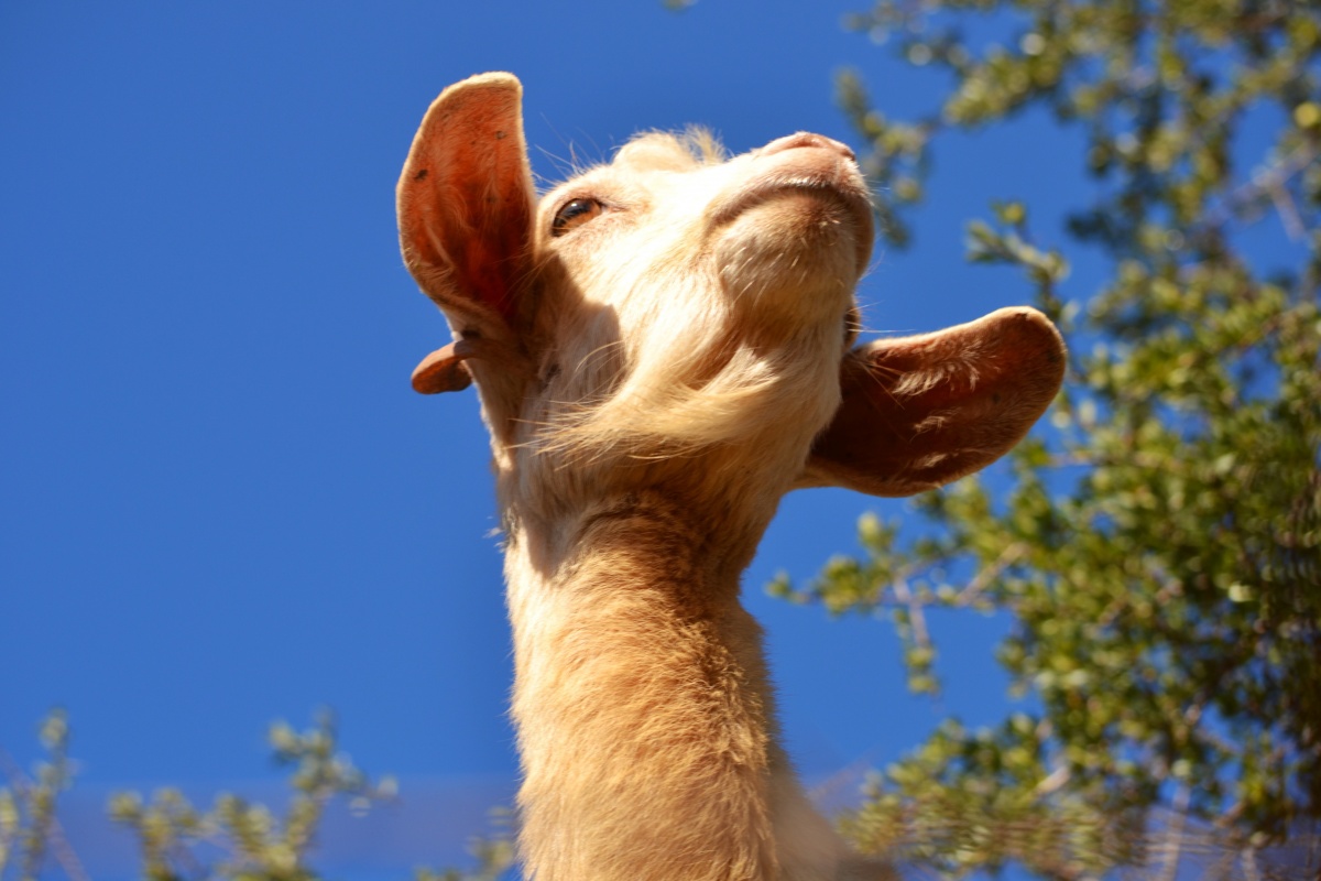 "Flying" marokkanische Arganbaum Ziegen auf