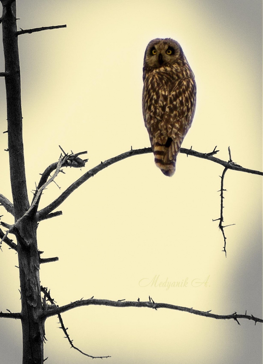 Owl Porträt "ala Gauguin"