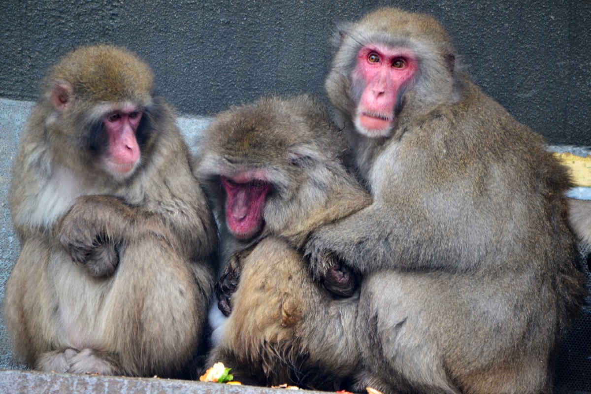 Familie mit rotem Gesicht Affen im Zoo Amsterdam