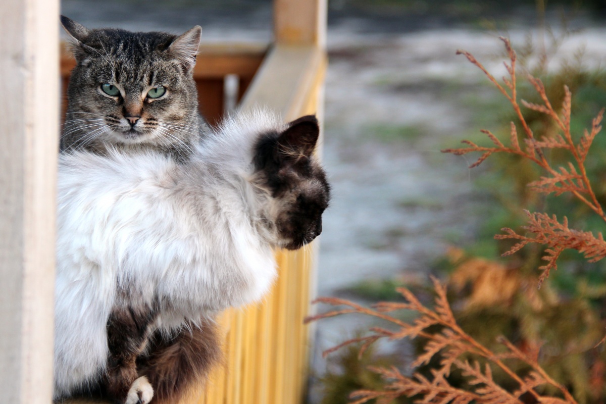 Ruhig, nur beruhigen