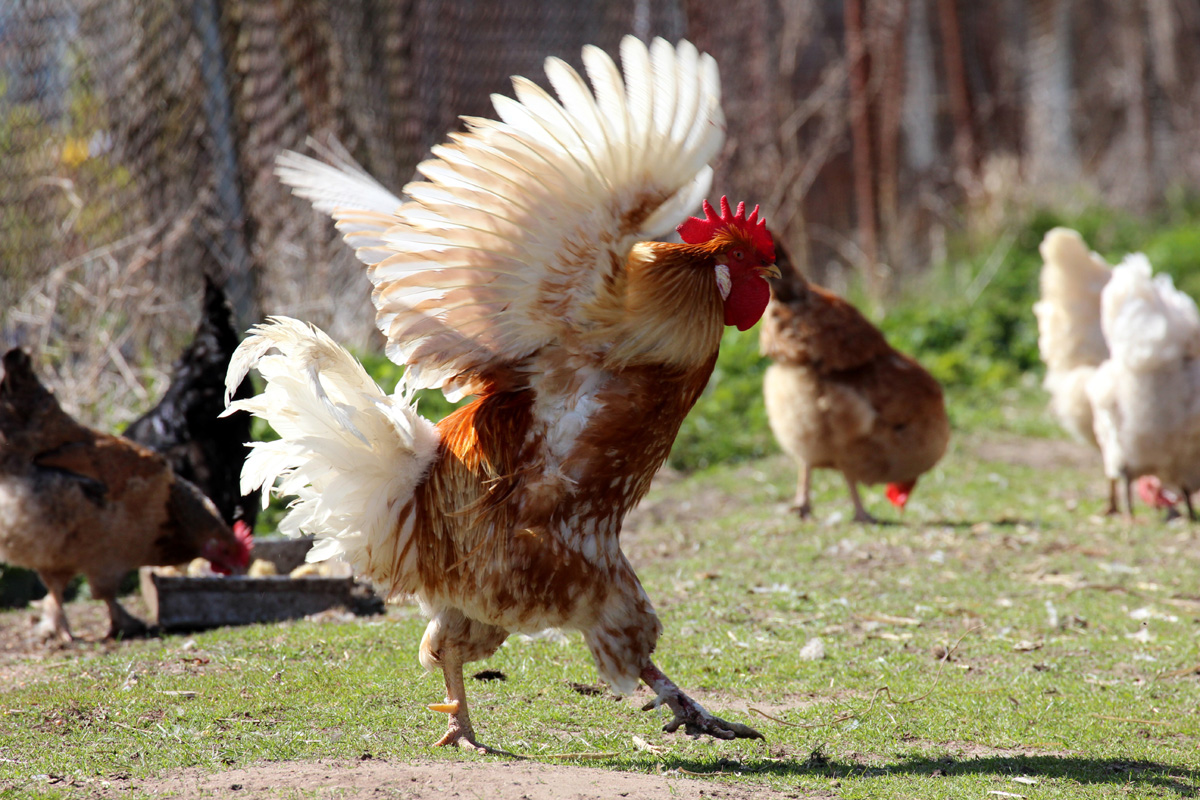 Ich werde die Show !!