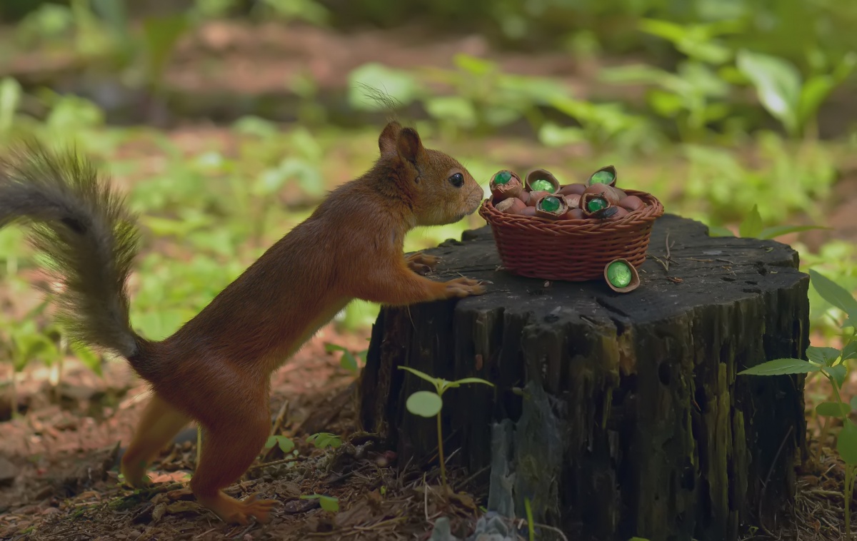 Kernel reine smaragd ....