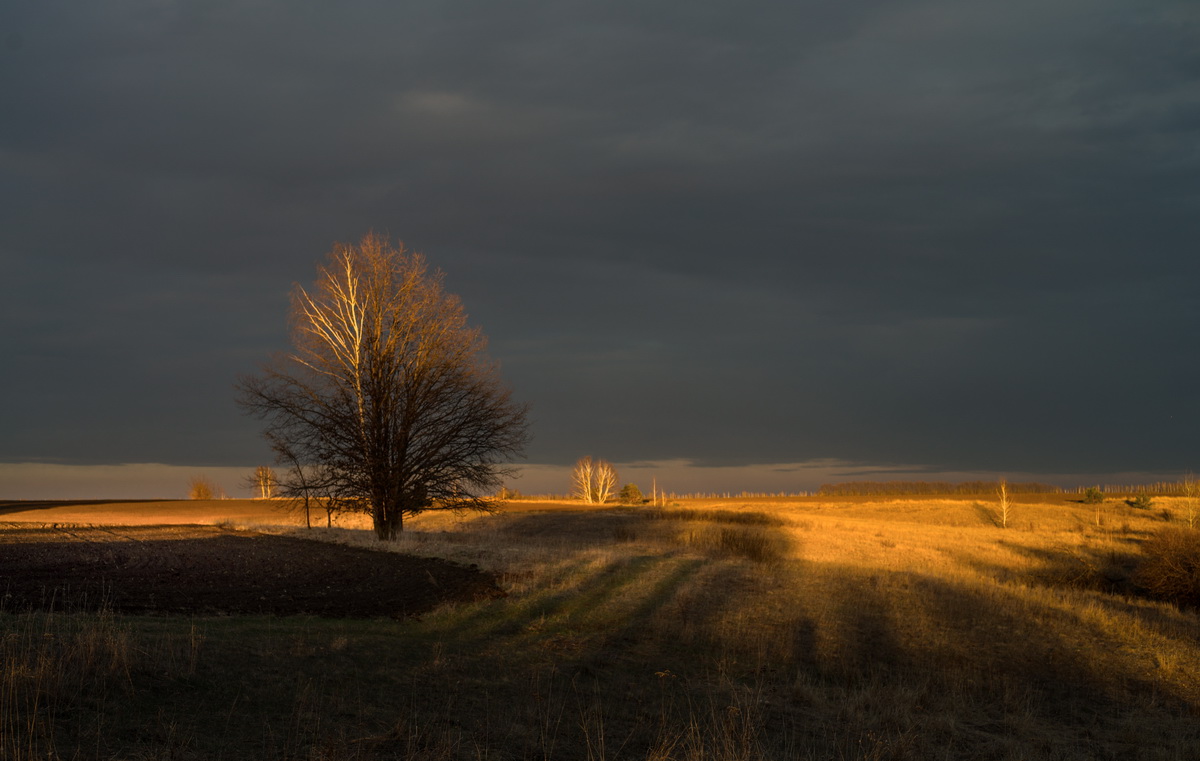 Fox Gang Sonne untergeht ...