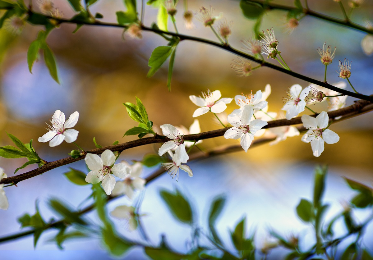 Zweig des Frühlings
