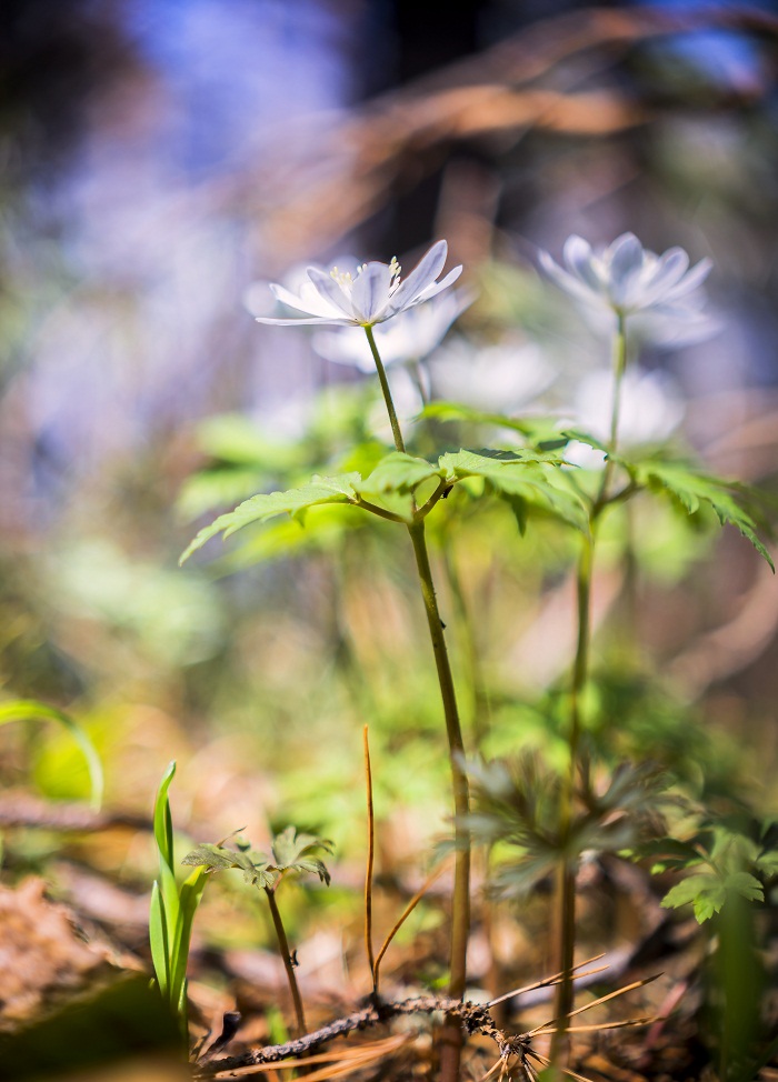 Erreichen Sie für das Licht!