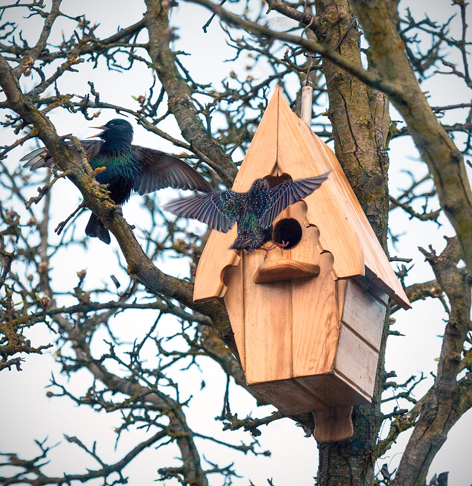 Nachbarn mit Liedern bevölkert ...