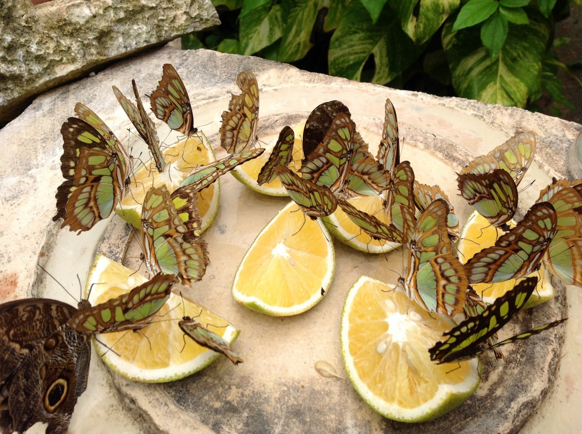 Mittagessen im Park Xcaret, Mexiko