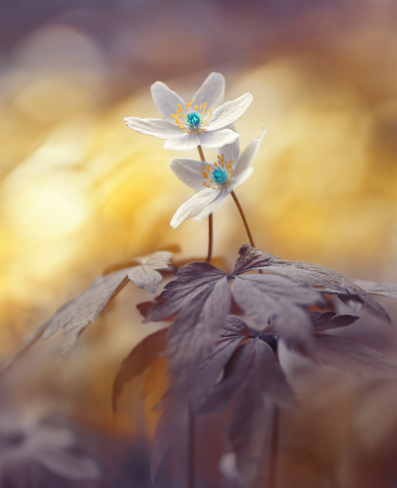 Serie "Die Geschichte eines Rahmens"