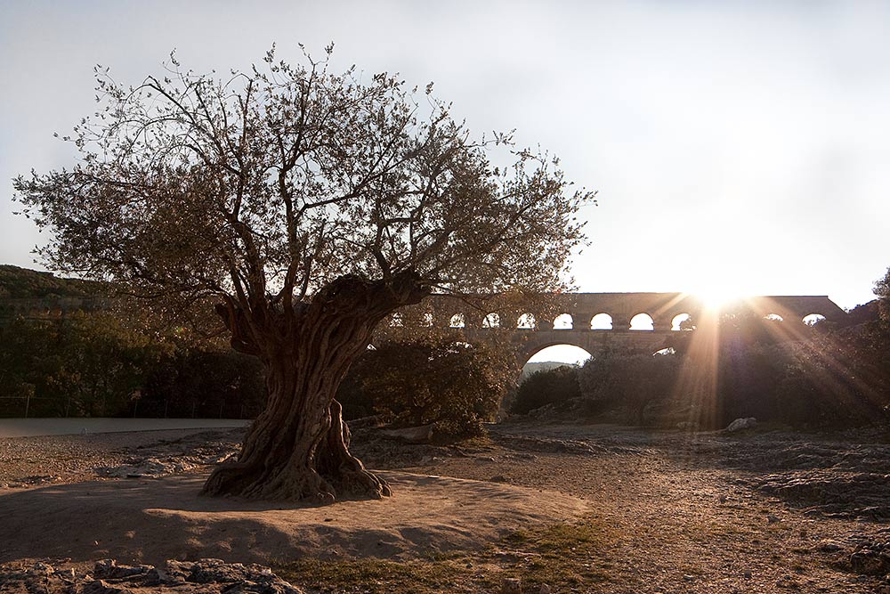 Aquädukt Pont du Gard und der alten Olivenbaum