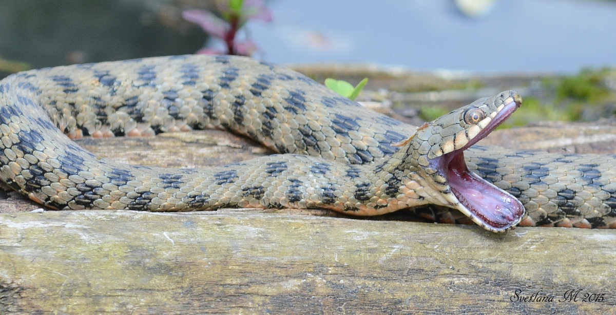 Im Gespräch mit einem Schwanz.