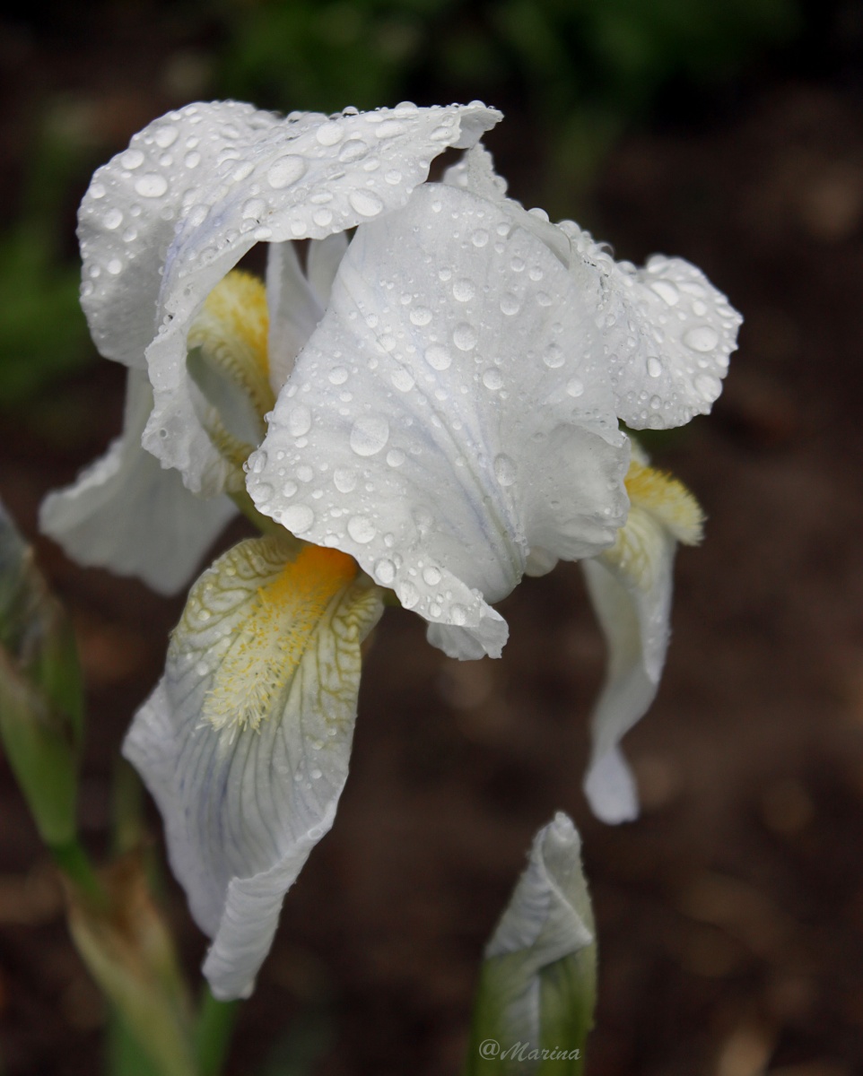 Iris