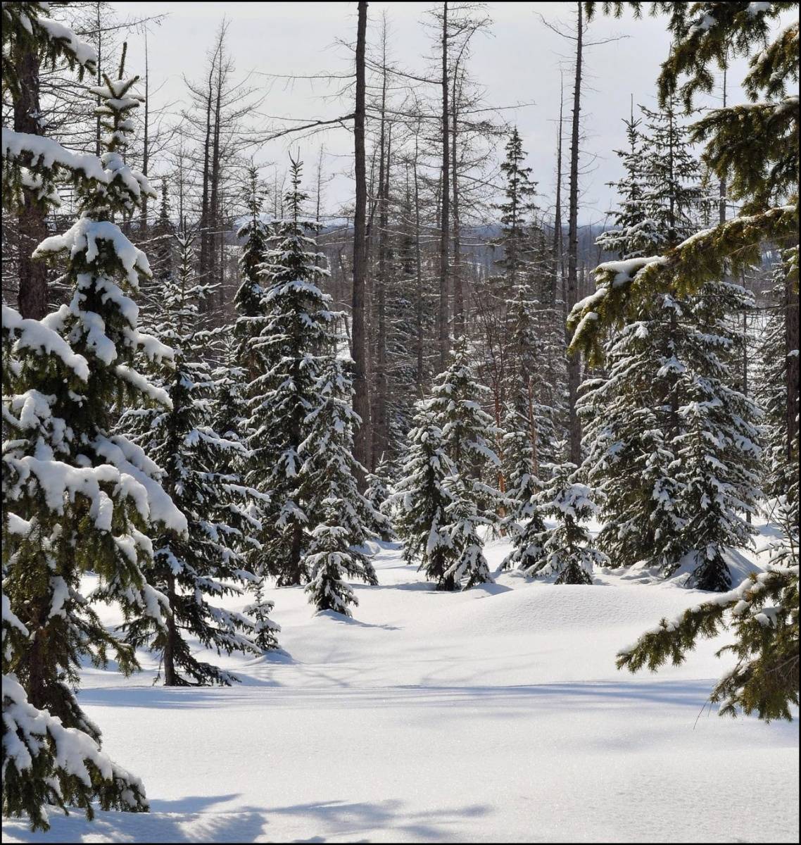 Auf der Suche nach dem Frühlings