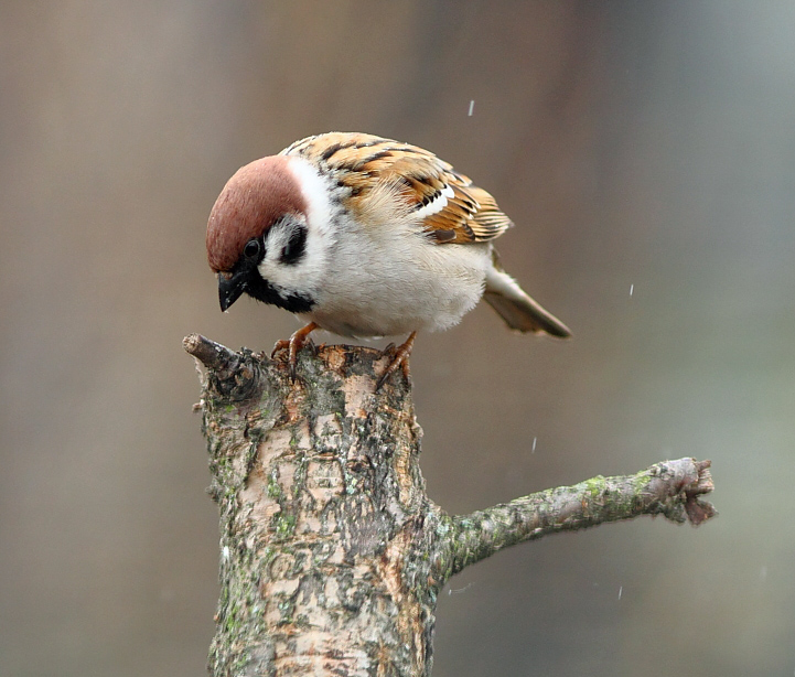 "Dies ist eindeutig ein Knoten einmal ..."