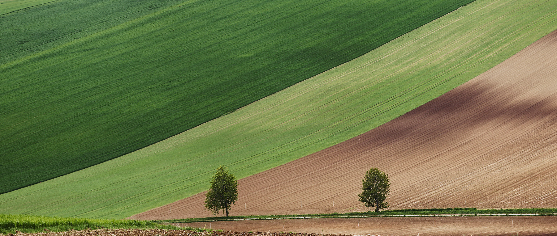 Zwei in einem Teppich
