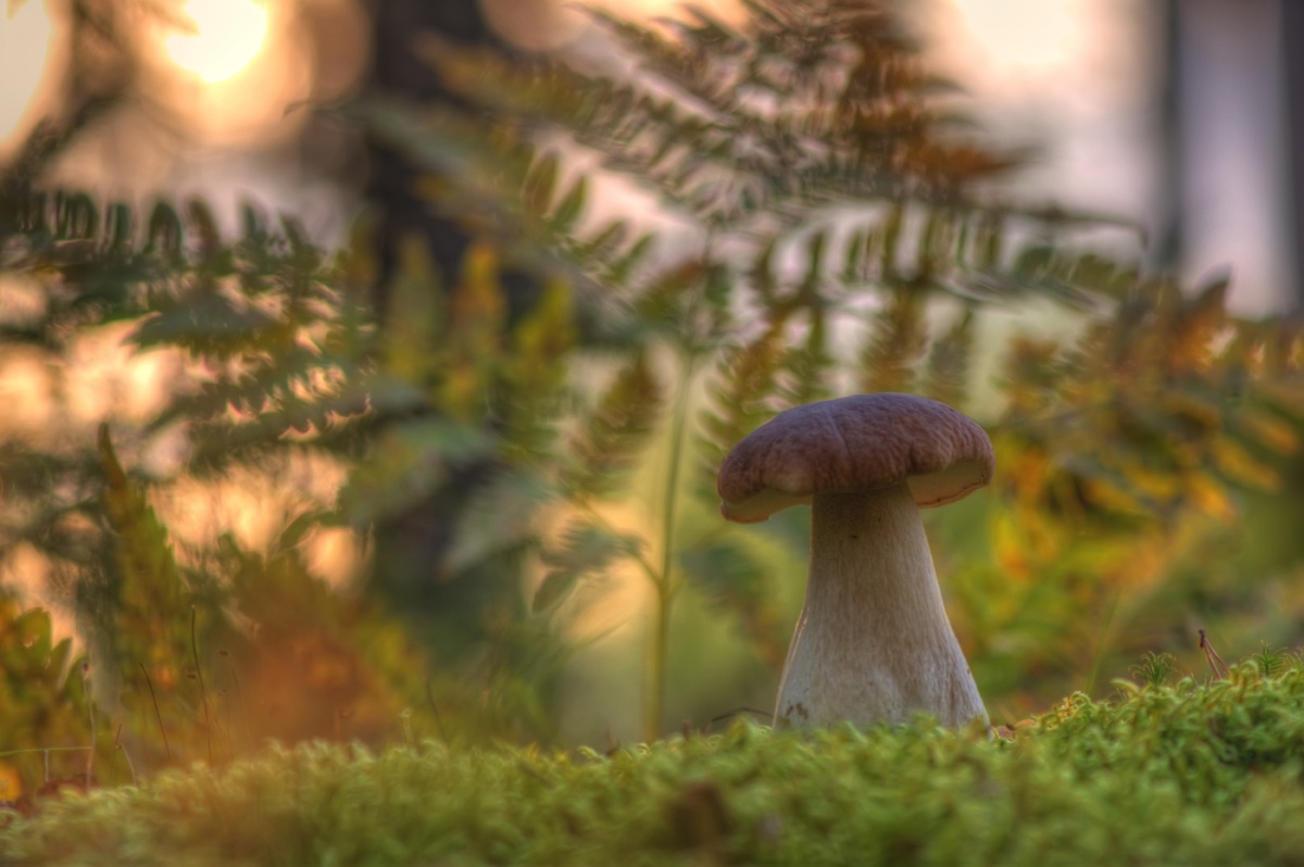 Die ersten Tage des Herbstes