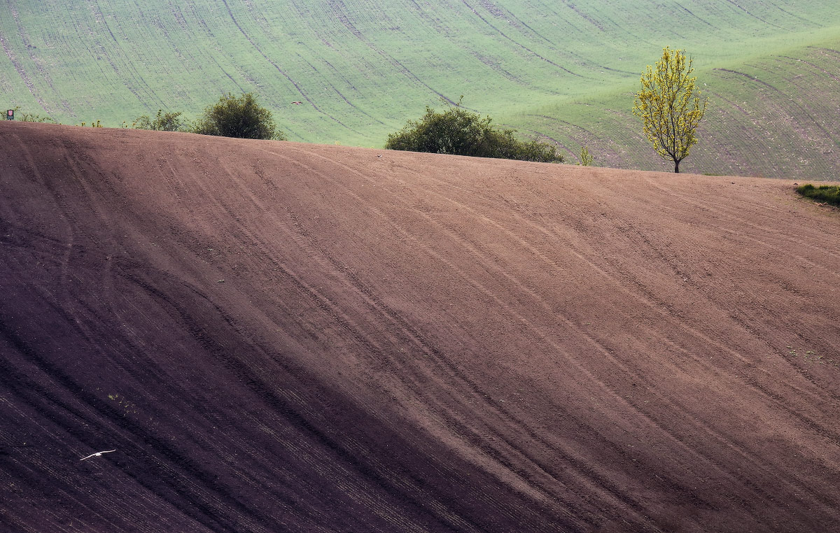Skizzieren Sie mit einem Vogel