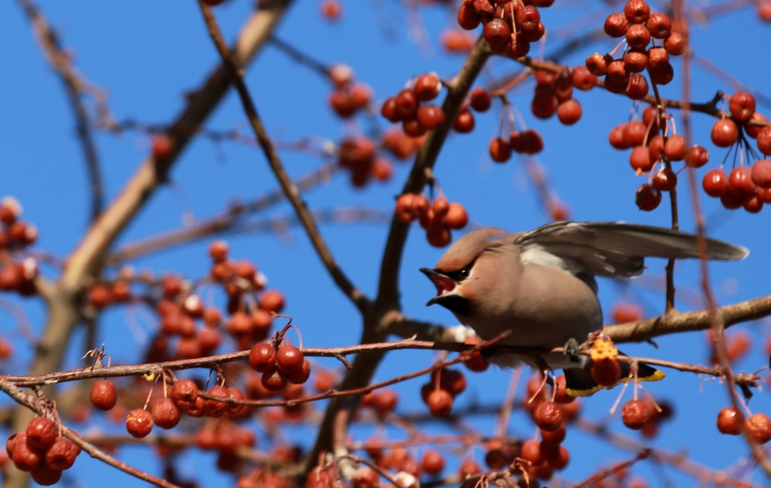 waxwing # 1