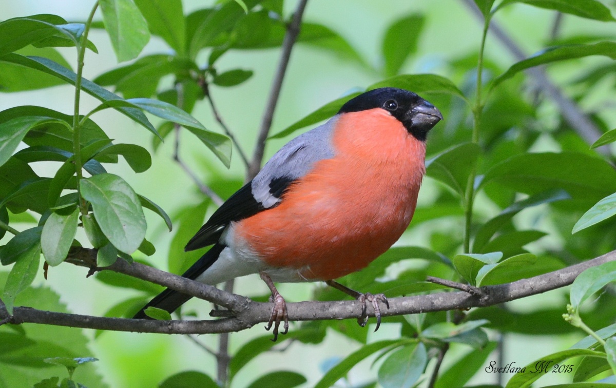 Ein Traum wird wahr.