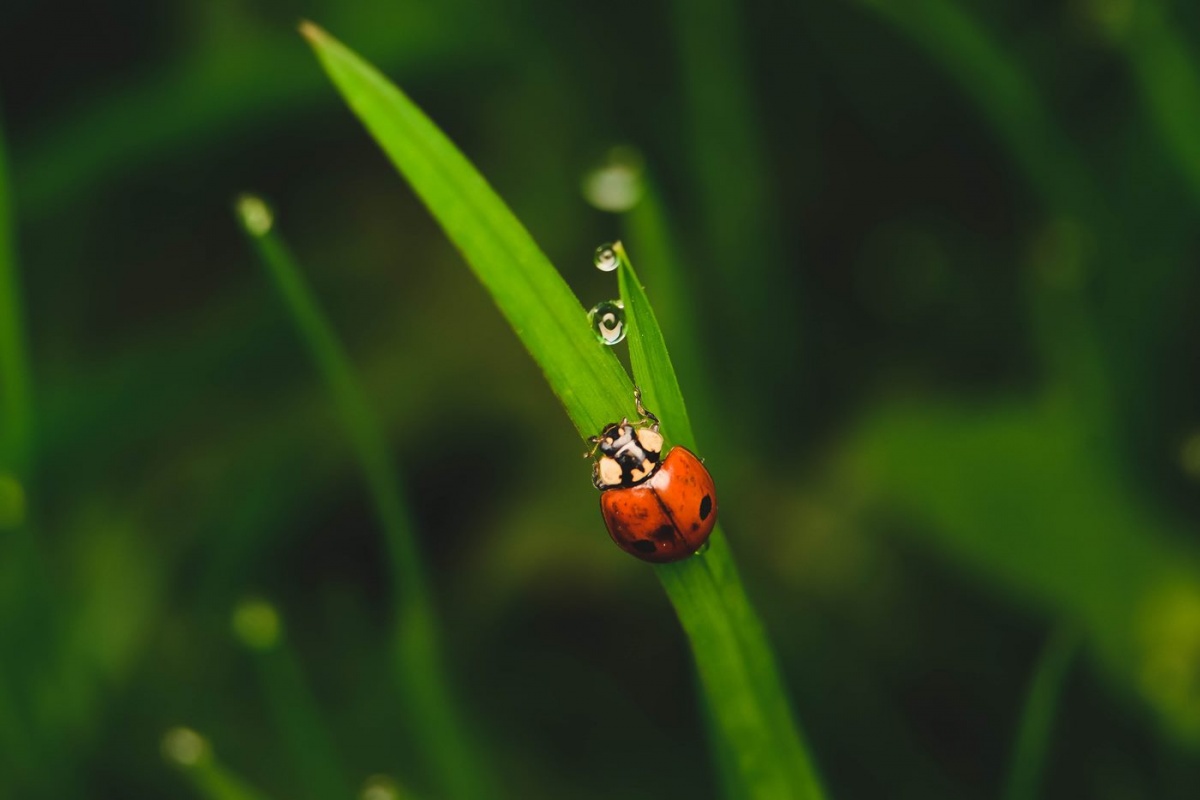Morgen Unserer Lieben Frau von Marienkäfern