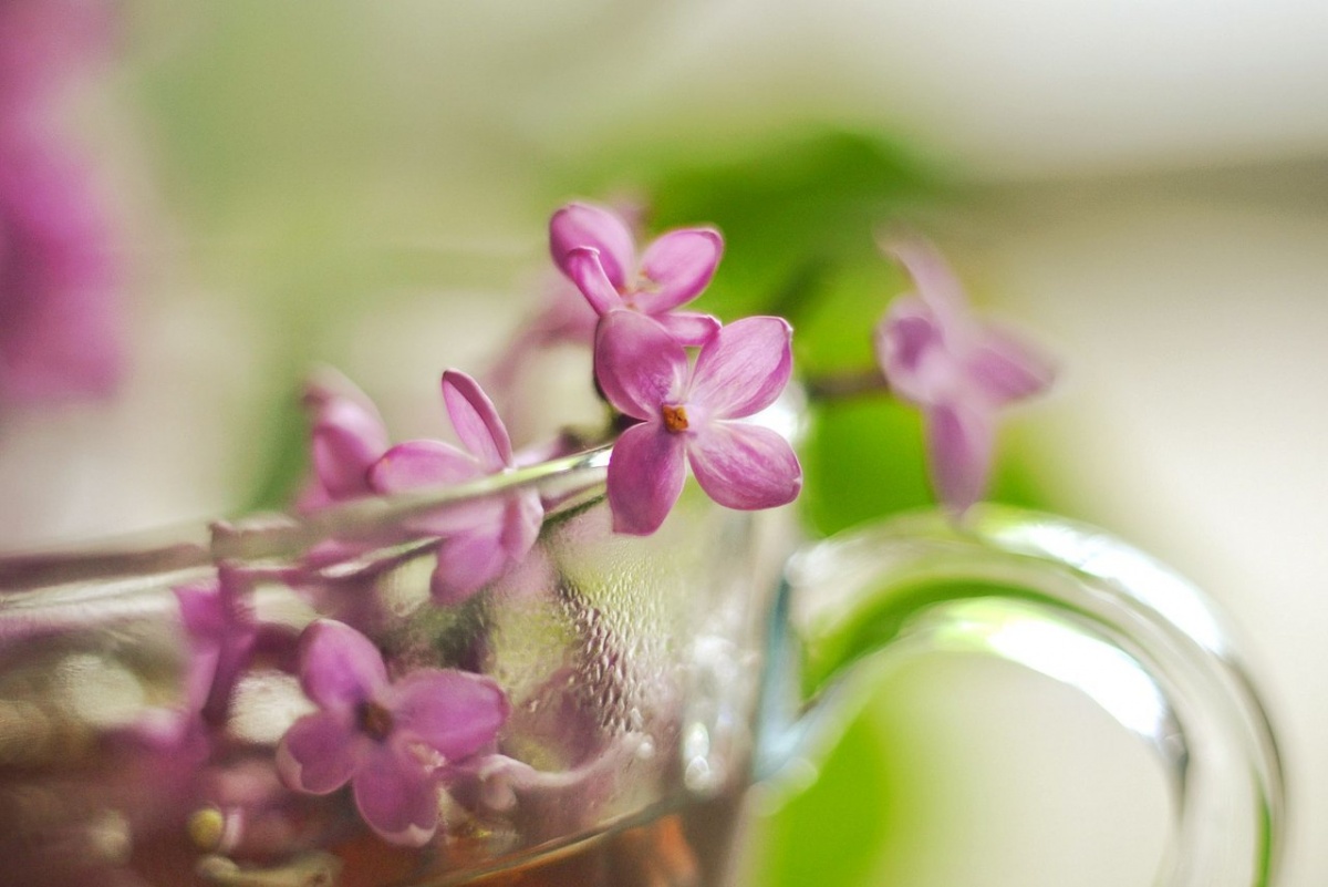 Tee mit dem Duft von Flieder