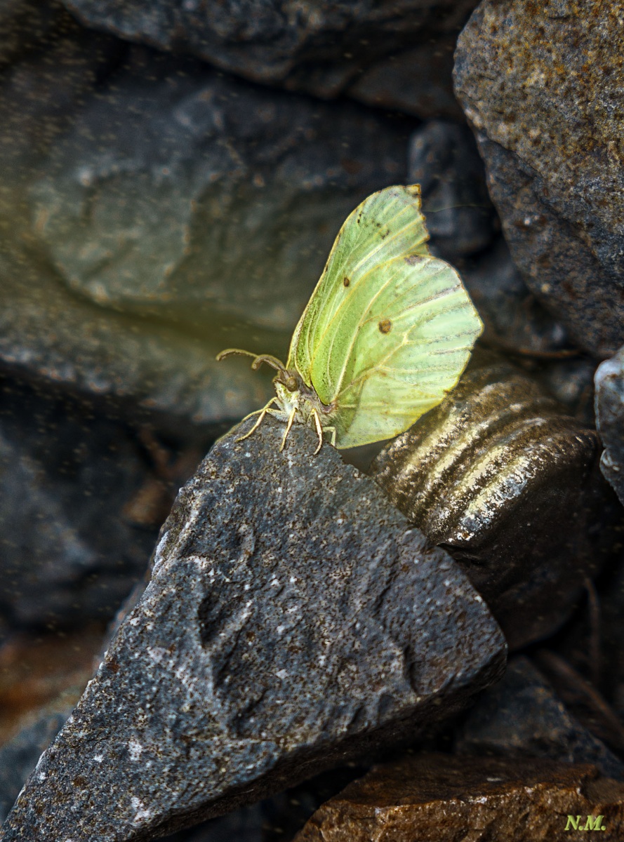 Schmetterling / Der Schmetterling